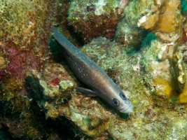 Soapfish IMG 6054